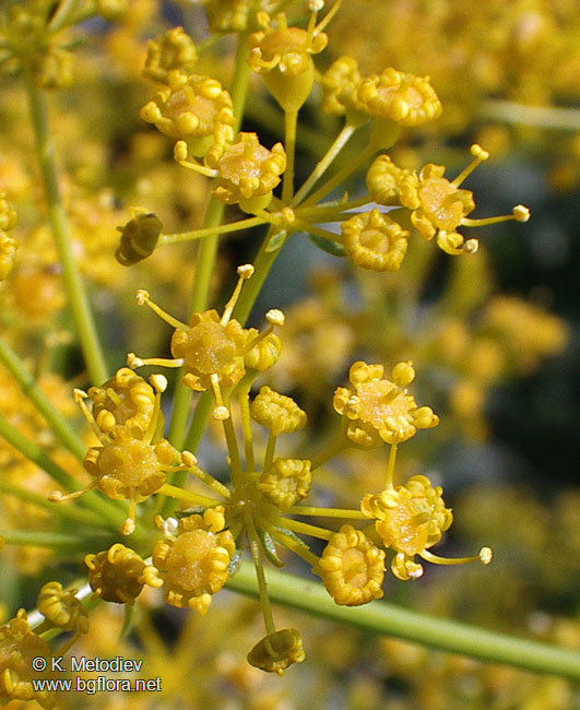 Opopanax hispidus