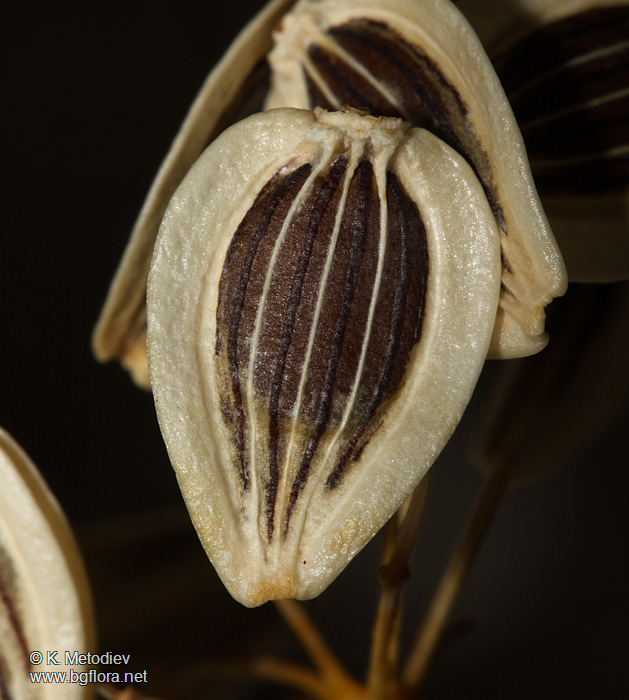 Opopanax hispidus