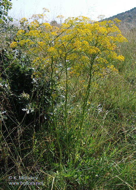 Opopanax hispidus