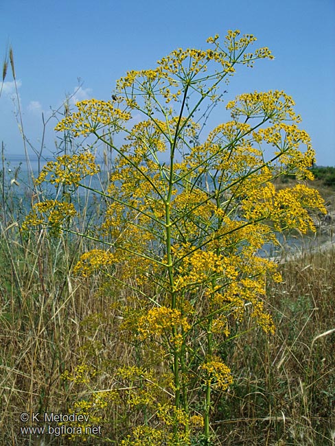 Opopanax hispidus