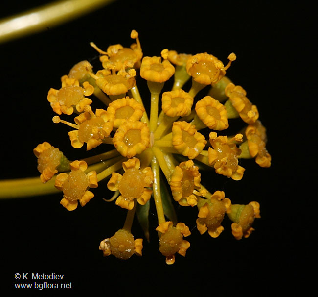 Peucedanum vittijugum