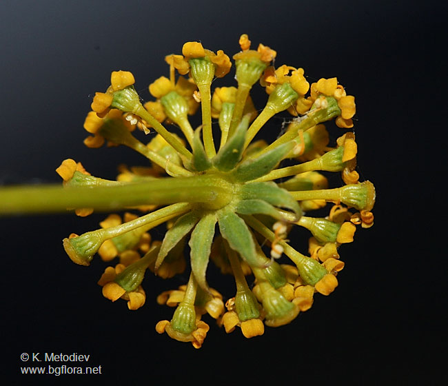 Peucedanum vittijugum