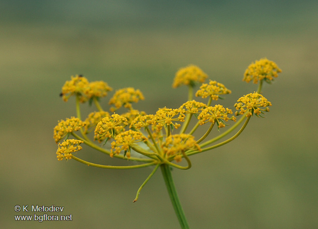 Peucedanum vittijugum