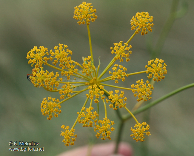 Peucedanum vittijugum