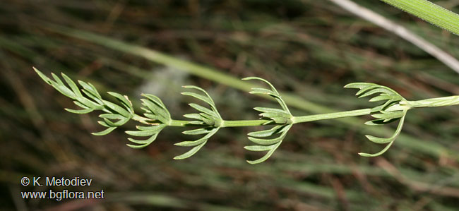 Peucedanum vittijugum