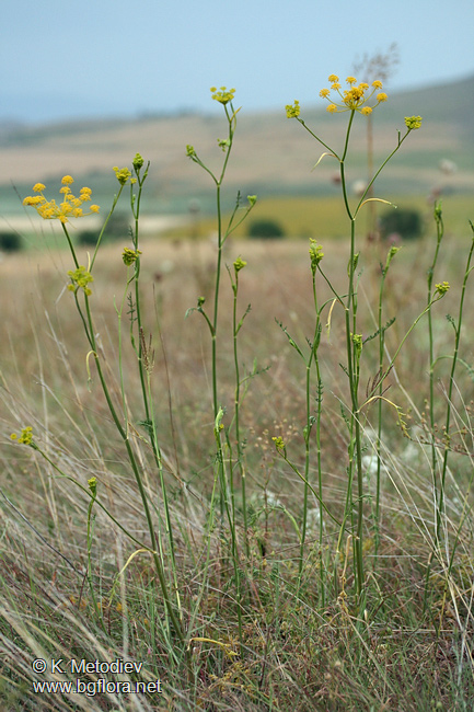 Peucedanum vittijugum