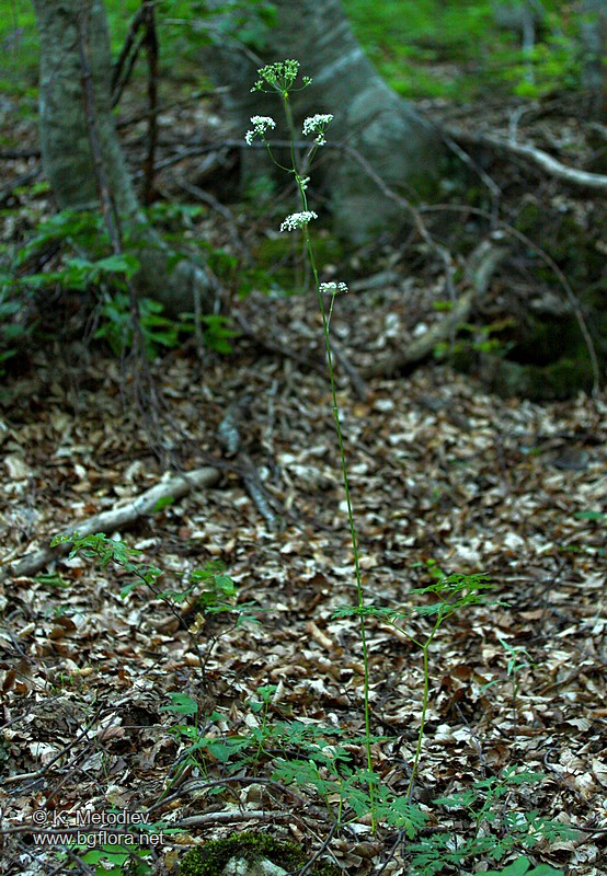 Physospermum cornubiense