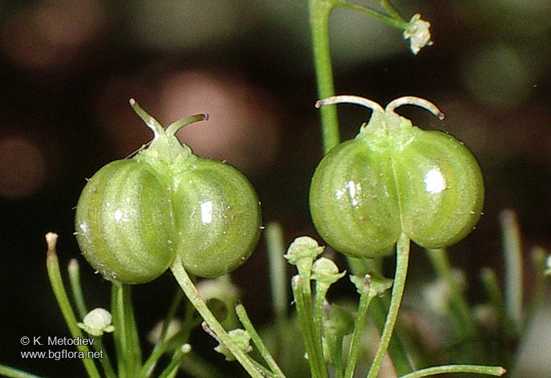 Physospermum cornubiense