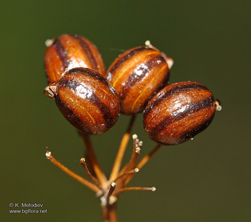 Physospermum cornubiense