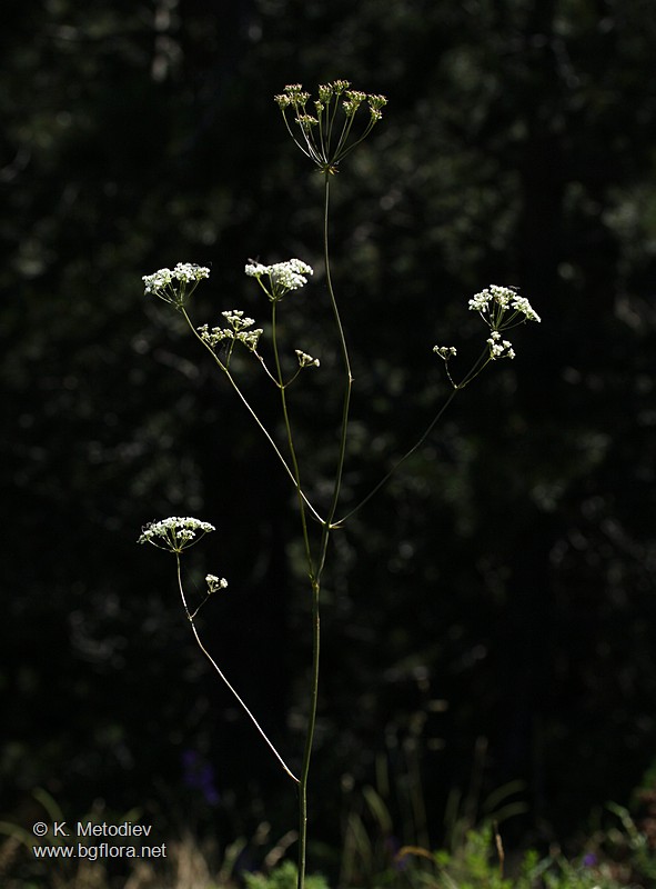 Physospermum cornubiense