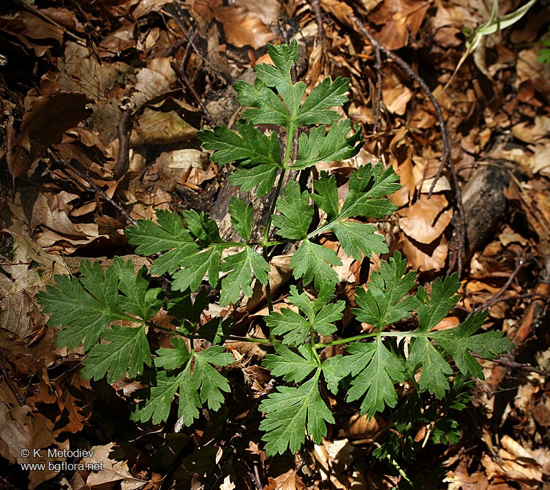 Physospermum cornubiense