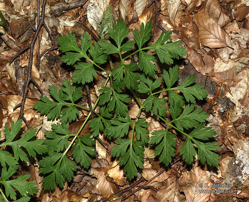 Physospermum cornubiense