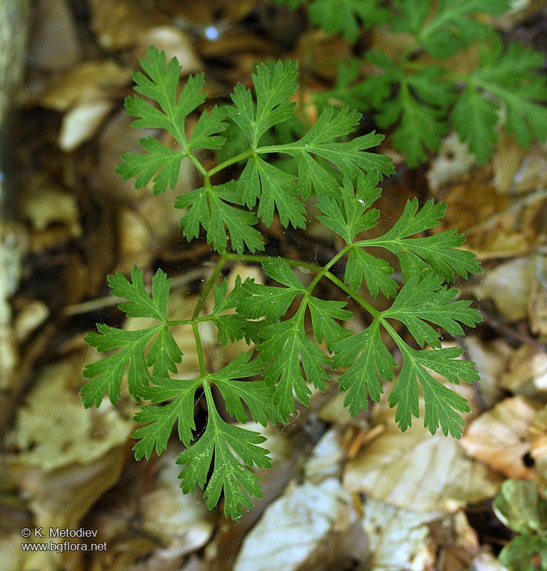 Physospermum cornubiense