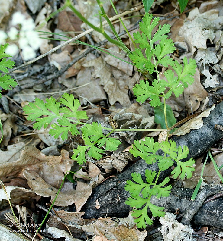 Physospermum cornubiense
