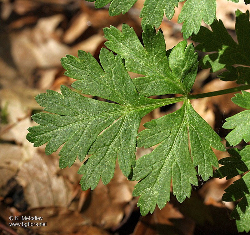 Physospermum cornubiense