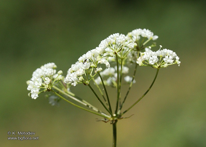 Physospermum cornubiense