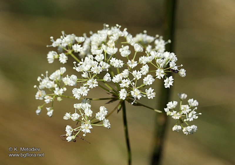 Physospermum cornubiense