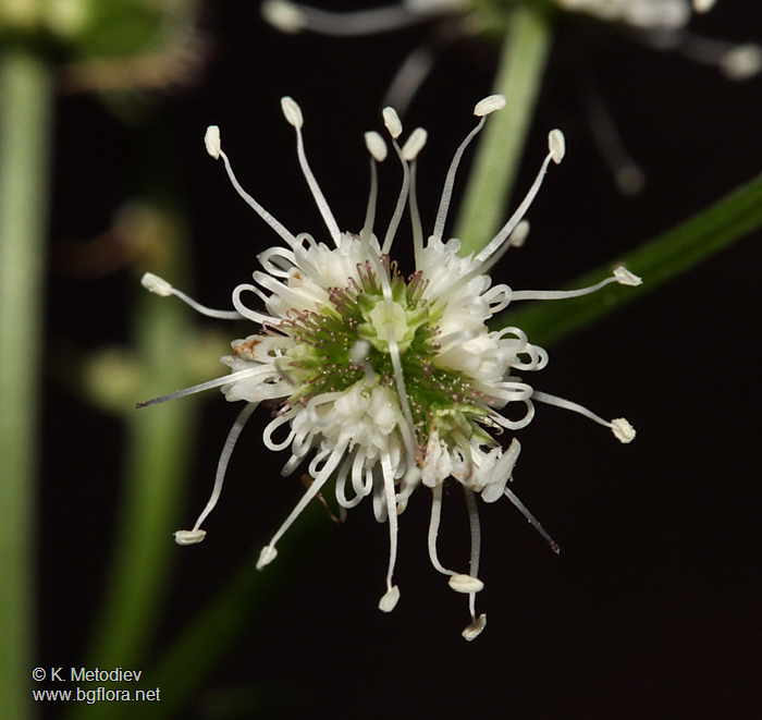 Sanicula europaea