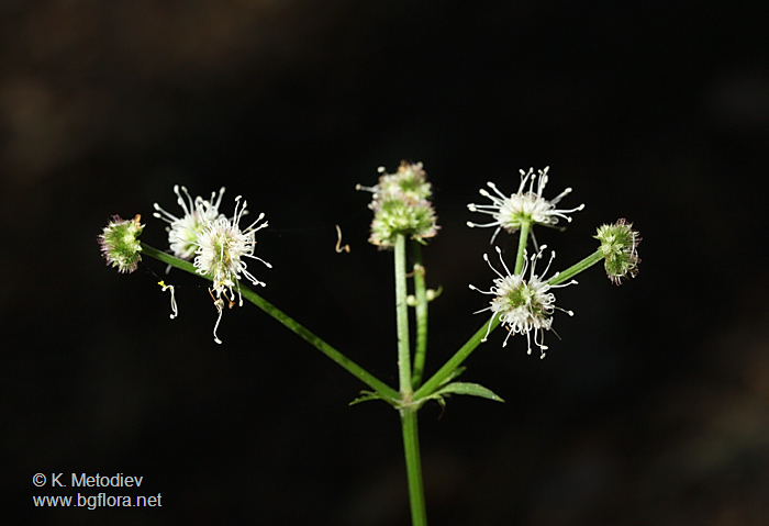 Sanicula europaea