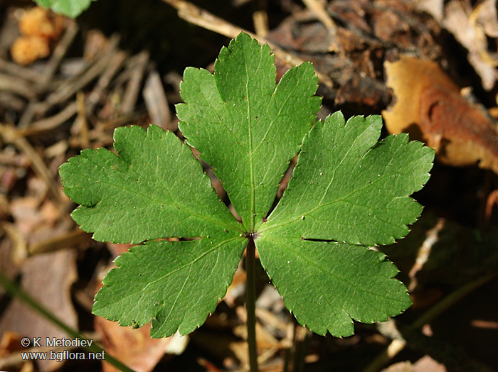 Sanicula europaea