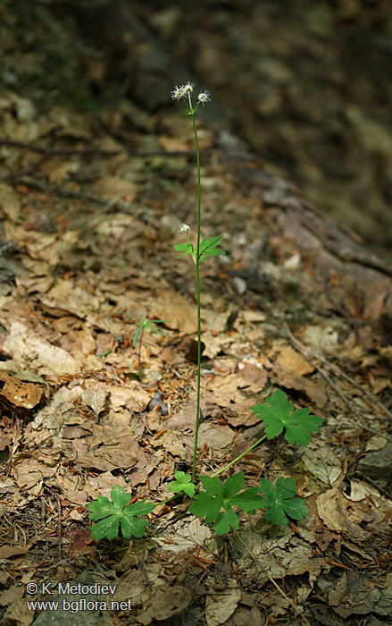 Sanicula europaea