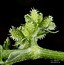 Torilis nodosa
