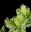 Torilis nodosa