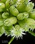 Torilis nodosa