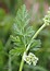 Torilis nodosa