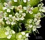 Torilis nodosa
