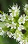Torilis nodosa