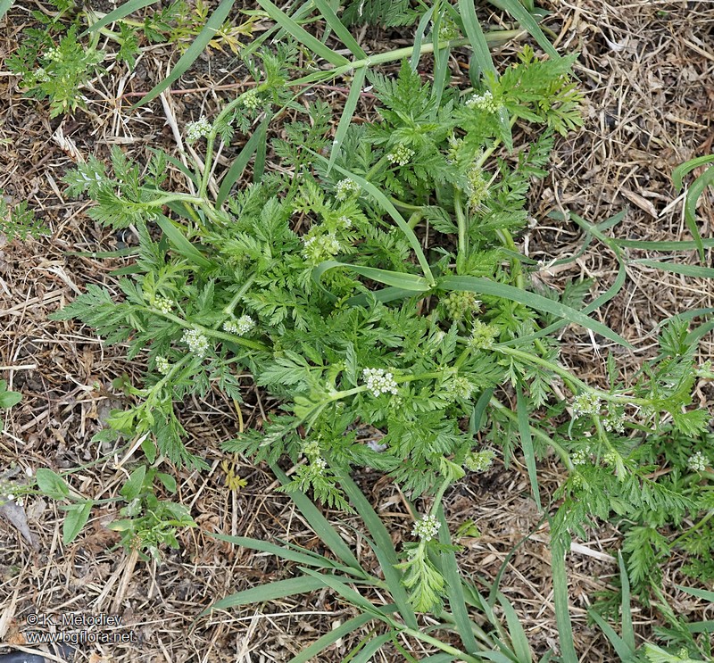 Torilis nodosa