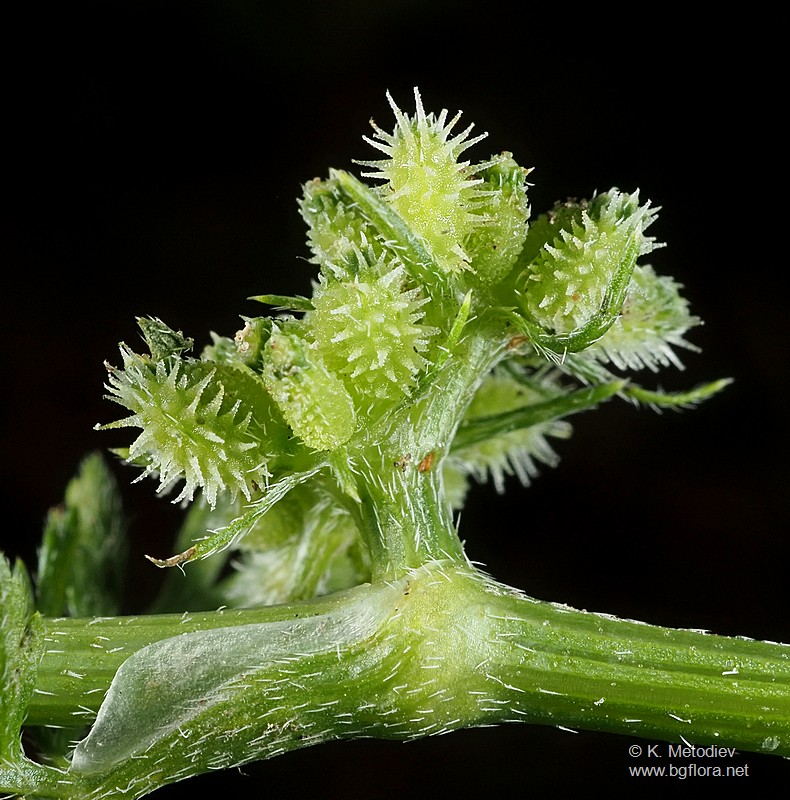 Torilis nodosa