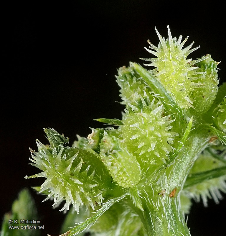 Torilis nodosa
