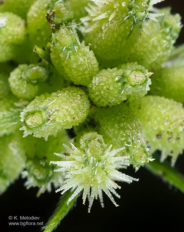 Torilis nodosa