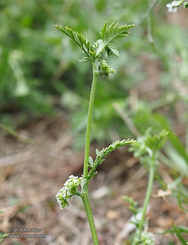 Torilis nodosa