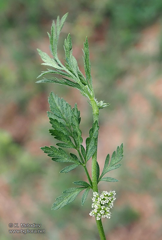 Torilis nodosa