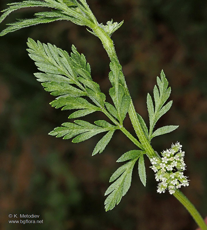 Torilis nodosa