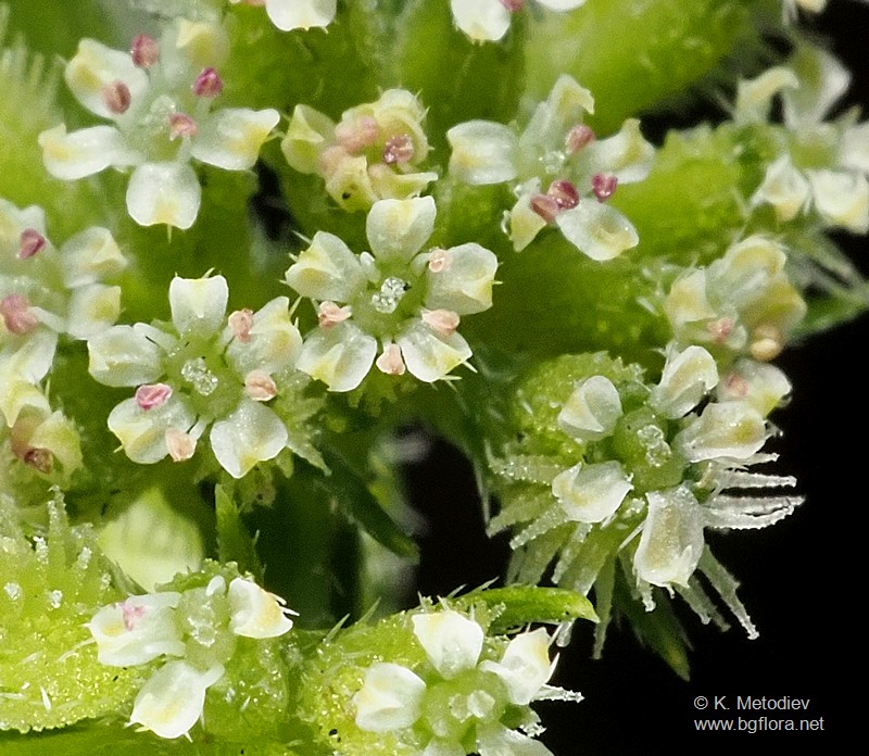 Torilis nodosa