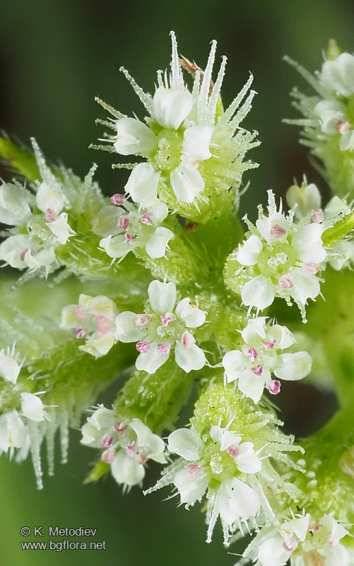Torilis nodosa