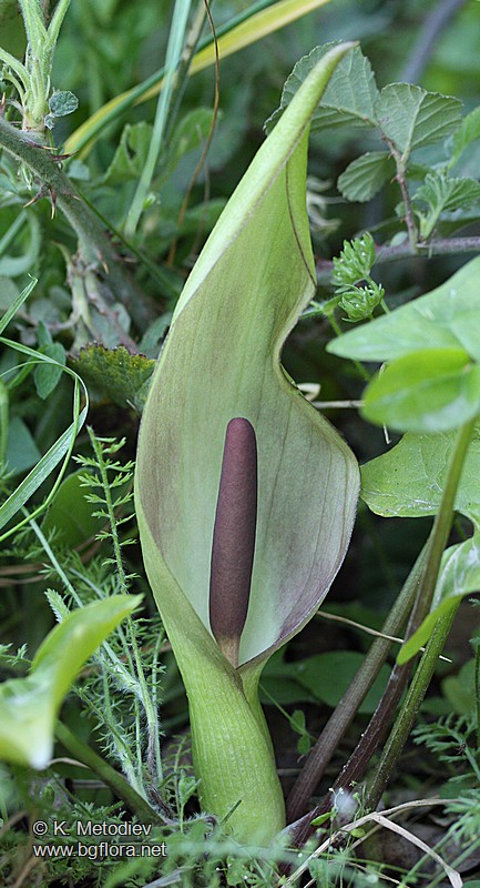 Arum maculatum