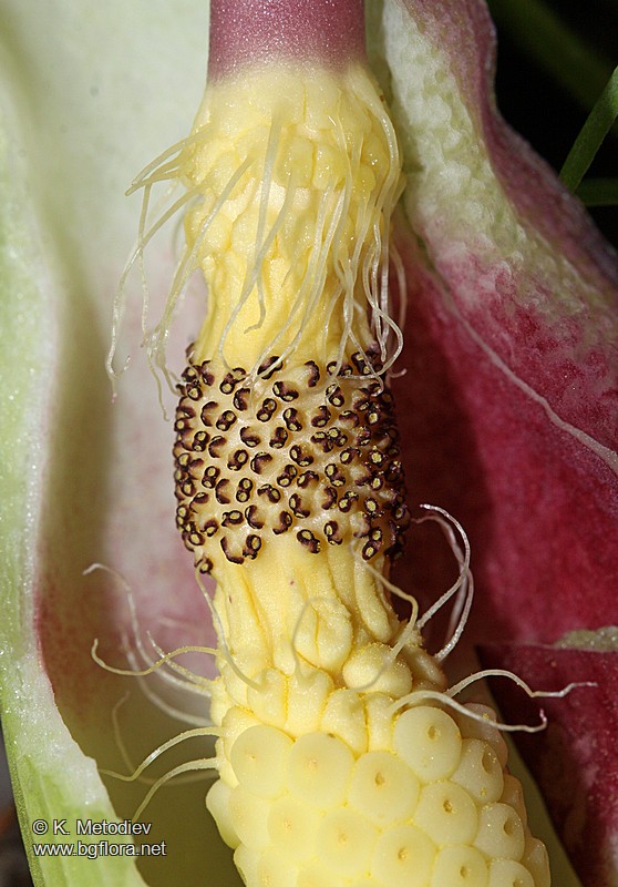 Arum maculatum