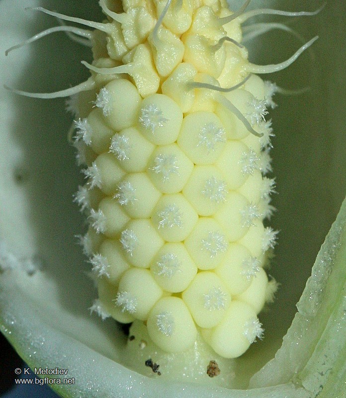 Arum maculatum