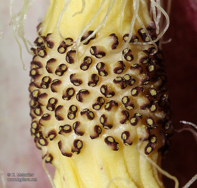 Arum maculatum