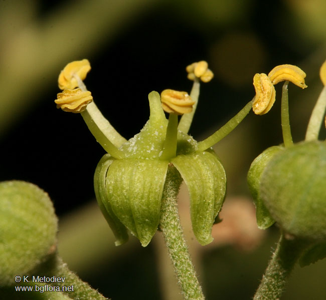 Hedera helix