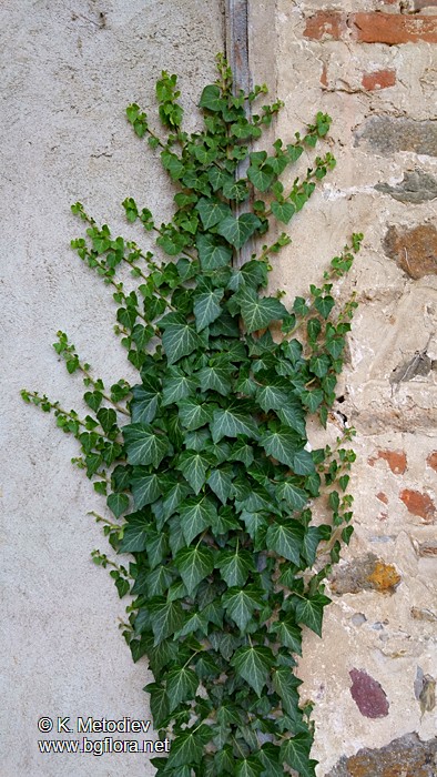 Hedera helix