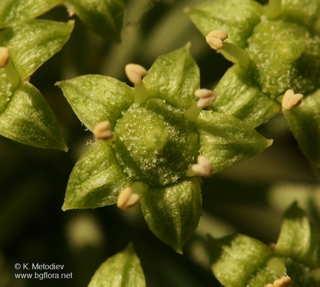 Hedera helix