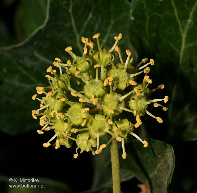 Hedera helix