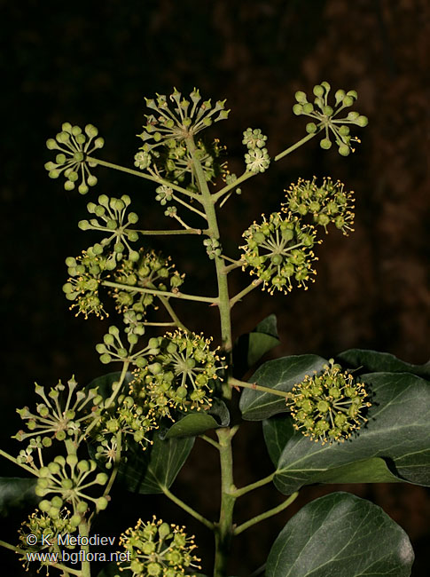 Hedera helix