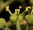 Hedera helix